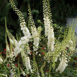 black cohosh has been known to help with hot flashes and menopause relief