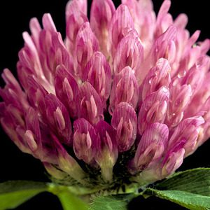 red clover can reduce the frequency and severity of hot flashes